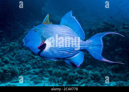 [Pseudobalistes fuscus baliste bleu]. L'Egypte, Mer Rouge. Indo-pacifique. Banque D'Images