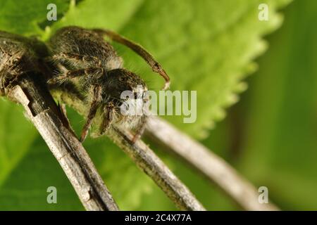 Femelle d'araignée de saut, Philaeus chrysops, Salticidae, Canale Monterano, Latium, Italie Banque D'Images