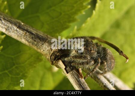 Femelle d'araignée de saut, Philaeus chrysops, Salticidae, Canale Monterano, Latium, Italie Banque D'Images