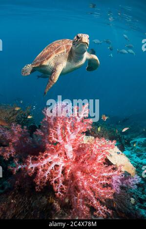 Tortue verte (Chelonia mydas) nageant au-dessus du récif corallien avec des coraux mous (Dendronephthya sp). Banque D'Images