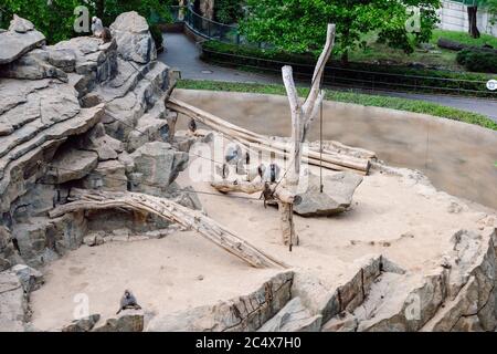 Singes au zoo de Berlin, vue depuis la terrasse du centre commercial bikini Berlin, Berlin, Allemagne Banque D'Images