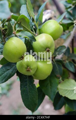 Petite pomme verte accrochée à un arbre par temps ensoleillé Banque D'Images