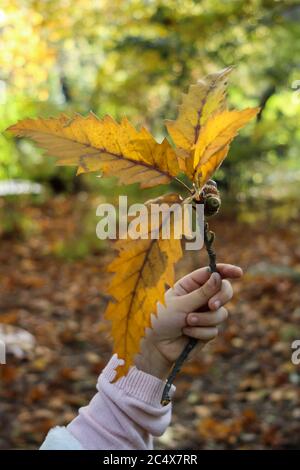 Fille tenant des feuilles d'automne dans les mains par temps ensoleillé Banque D'Images