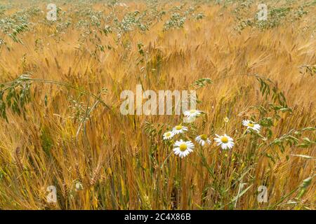 Champ de maïs mûr, mélange d'orge et d'avoine par une chaude journée d'été à Franconia, Bavière, Allemagne Banque D'Images