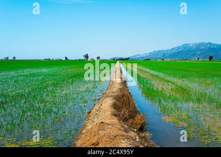 Vue sur un rizières inondé dans le delta de l'Ebre, à Deltebre, en Catalogne, en Espagne Banque D'Images