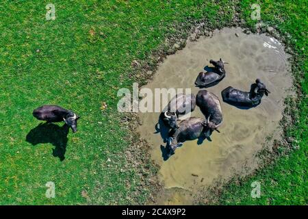 Buffles dans le trou d'eau à côté du lac Kerkini dans le nord de la Grèce, par une journée ensoleillée. Tir aérien avec un drone Banque D'Images