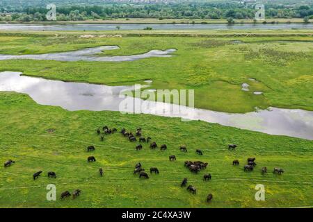 Buffles dans le trou d'eau à côté du lac Kerkini dans le nord de la Grèce, par une journée ensoleillée. Tir aérien avec un drone Banque D'Images