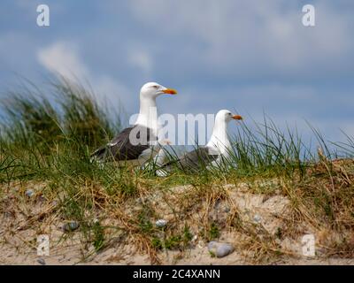 Phoque gris (Halichoerus grypus) à la plage orientale, dune, île Helgoland, district de Pinneberg, Schleswig-Holstein, Allemagne, Europe Banque D'Images