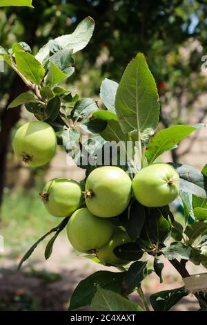 Petite pomme verte accrochée à un arbre par temps ensoleillé Banque D'Images