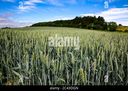 Récolte de mûrissement de blé en pleine campagne, début de l'été, Grande-Bretagne. Banque D'Images