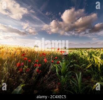 De magnifiques coquelicots dans un champ de blé au lever du soleil Banque D'Images