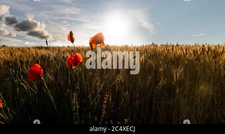 De magnifiques coquelicots dans un champ de blé au lever du soleil Banque D'Images