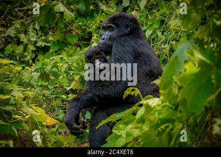 Un beau portrait d'une mère et d'un jeune gorille de montagne dans leur habitat naturel forestier en Ouganda. Banque D'Images