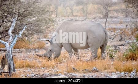 Vue latérale d'un rhinocéros noir (Diceros bicornis) adulte solitaire qui broutage le matin d'une matinée brumeuse dans le parc national d'Etosha, Namibie. Banque D'Images