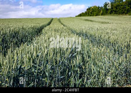 Récolte de mûrissement de blé en pleine campagne, début de l'été, Grande-Bretagne. Banque D'Images