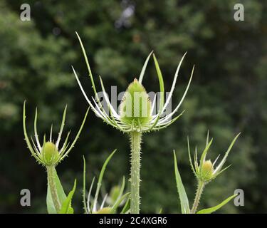 Le café Dipsacus fullonum est une vue commune dans la campagne anglaise, ceux-ci ont perdu leurs fleurs violettes et de révéler les têtes vertes, ces volonté Banque D'Images