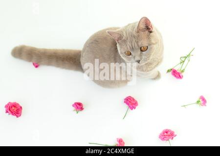 Chat écossais avec fleurs sur blanc. Chat écossais et fleurs Banque D'Images