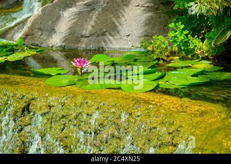 Water Lily nom Latin Nymphaea Rouge Weymouth Banque D'Images