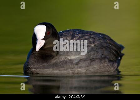 Common Coot - Fulica atra, oiseau spécial d'eau noire des lacs européens et des eaux douces, Zug, Suisse. Banque D'Images