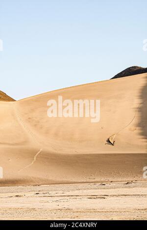 Homme vu d'une distance de surf sur une grande dune dans le désert péruvien. CASMA, Département d'Ancash, Pérou. Banque D'Images