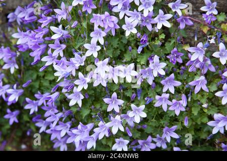 Fleurs de belt serbes, nom botanique Campanula Poscharskyana Banque D'Images