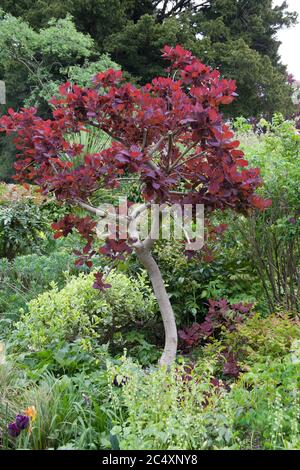 Un arbre de fumée rouge également connu sous le nom botanique Cotinus Coggygria Banque D'Images