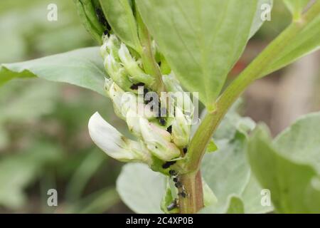 APHIS fabae sur Vicia faba 'Bunyard's Exhibition'. Infestation de la mouche noire, un type de puceron, sur la croissance molle d'une plante à larges haricots. ROYAUME-UNI Banque D'Images