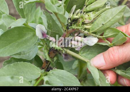 APHIS fabae sur Vicia faba 'Bunyard's Exhibition'. Infestation de la mouche noire, un type de puceron, sur la croissance molle d'une plante à larges haricots. ROYAUME-UNI Banque D'Images
