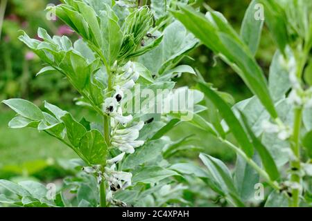 Vicia faba 'Bunyard's Exhibition' fleurs de haricots larges dans un potager d'été. ROYAUME-UNI Banque D'Images