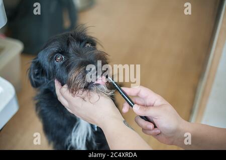 Propriétaire se brossant la dent d'un chien (Border collie et schnauzer mix race) à la maison, routine quotidienne Banque D'Images