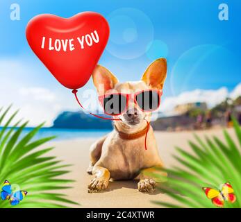 chien chihuahua à la plage de l'océan, portant des lunettes de soleil rouges drôles amoureux du ballon de coeur pour l'anniversaire ou le jour de la saint valentin, derrière les palmiers Banque D'Images
