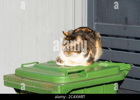 le chat tacheté repose au soleil sur un récipient pour les déchets verts Banque D'Images