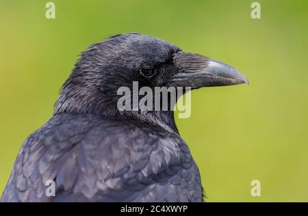 Photo d'un corone sauvage de Carrion Crow, Corvus, isolé sur fond vert. Banque D'Images