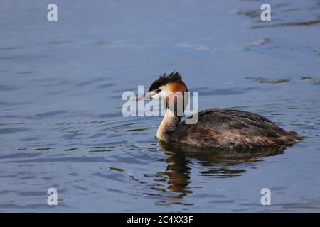 Grand Grebe créé (Podiceps cristatus) nageant à travers un lac Banque D'Images