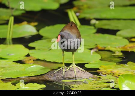 Morhens communs adultes, gallinula chloropus, debout sur une bûche. Banque D'Images