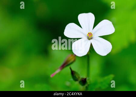 Herb Robert (géranium robertianum), gros plan montrant la fleur blanche de couleur plus rare, isolée sur un fond non focaliste. Banque D'Images