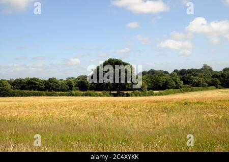 Un champ dans la région de Wealden, dans East Sussex, près du village de Chiddinly. Le paysage ici est plus doux que le Weald Haut au nord. Banque D'Images