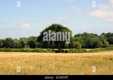 Un champ dans la région de Wealden, dans East Sussex, près du village de Chiddinly. Le paysage ici est plus doux que le Weald Haut au nord. Banque D'Images