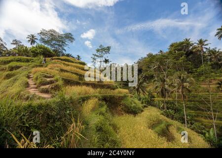 Magnifique champs de riz en cascade verte sur l'île de Bali, Jatiluwih près d'Ubud, Indonésie Banque D'Images