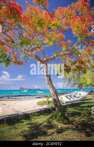 Cap Malheureux, vue sur la mer turquoise et l'arbre rouge flamboyant traditionnel, île Maurice Banque D'Images