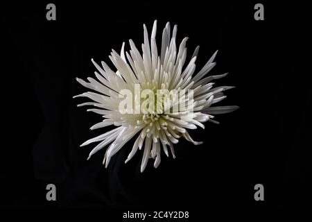 Fleur d'araignée blanche chrysanthème fleur sur fond noir Banque D'Images