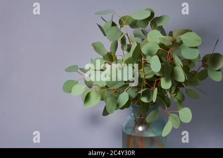 Branches d'eucalyptus dans un vase sur une table sur fond gris. Décoration maison. Concept de blog, de site Web ou de médias sociaux. Banque D'Images