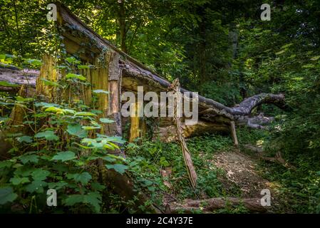 Un arbre de haut, abattu par le vent et affaibli par l'âge, se dresse en décomposition dans une forêt Banque D'Images