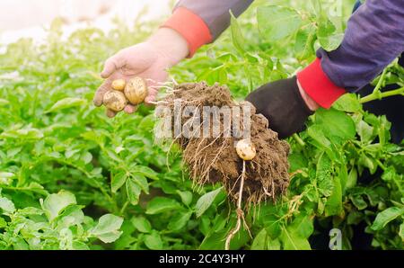 Le fermier conserve des pommes de terre fraîchement cueillies dans le champ. Récolte. Récolte. Légumes biologiques. Agriculture et agriculture. Pomme de terre. Mise au point sélective. Banque D'Images