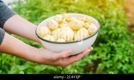 Le fermier conserve des pommes de terre fraîchement cueillies dans le champ. Récolte, récolte. Légumes biologiques. Agriculture et agriculture. Pomme de terre dans un bol. Mise au point sélective Banque D'Images