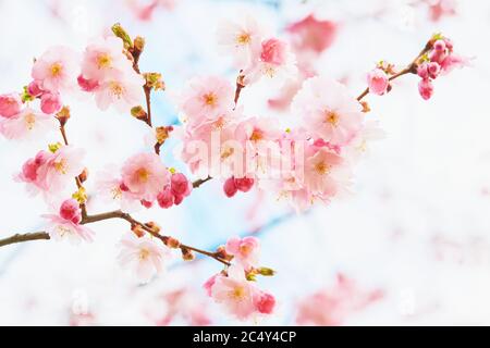 Branche de fleur de cerisier rose en fleur. Spring concept, sakura en fleurs. Espace de copie, mise au point sélective. Banque D'Images