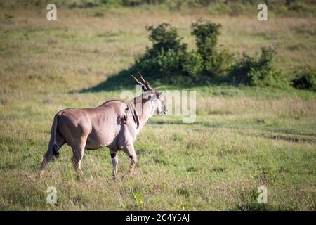 L'Eland, la plus grande antilope, dans un pré de la savane kenyane Banque D'Images