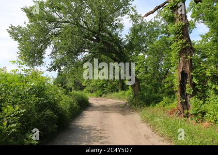 une belle route de chemin de terre bordée d'arbres avec des arbres suspendus par un beau jour Banque D'Images