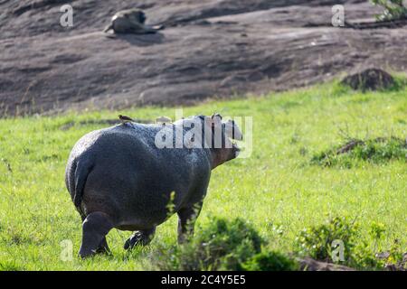 Un hippopotame court sur une prairie Banque D'Images