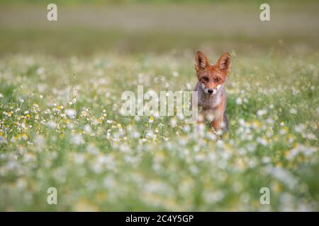 Renard rouge debout sur la prairie regardant l'appareil photo. Banque D'Images